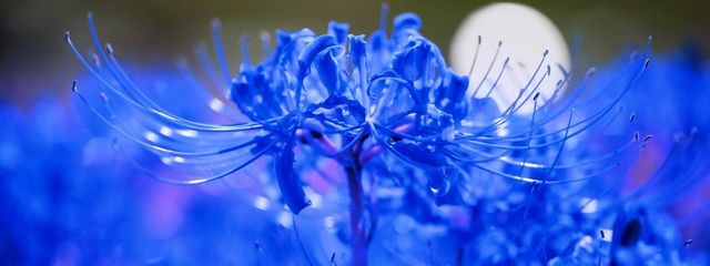 黒薔薇🖤🥀さんの壁紙画像