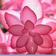 lazo❤︎さんのアイコン画像