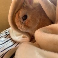 さくらさんのアイコン画像