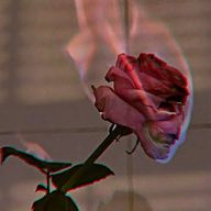 𝐏 𝐈 𝐊 𝐀 💡′-さんのアイコン画像