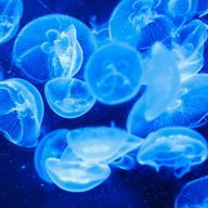 @さんのアイコン画像