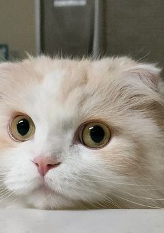 彼女が動物になっちゃった