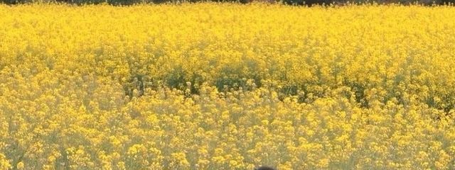 SOLRA🌻さんの壁紙画像