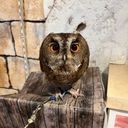 鶺鴒【セキレイ】