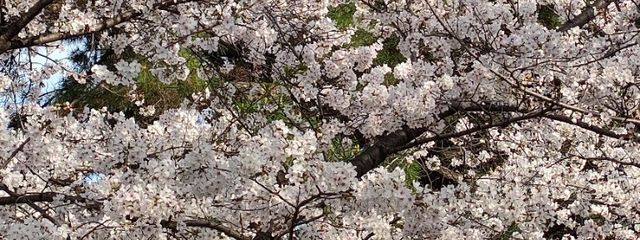 翼さんの壁紙画像