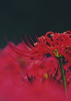 【呪術廻戦】曼珠沙華の詠