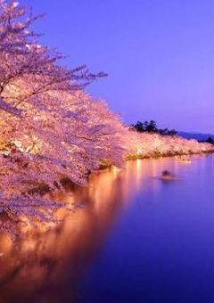 灰色の桜