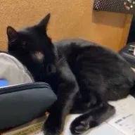 りんさんのアイコン画像