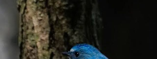 れみさんの壁紙画像