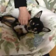 結楓🇯🇵🍈🐶さんのアイコン画像