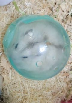 貴方の運勢を占ってあげましょうぞ