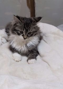 通話募集　（主にLINE）