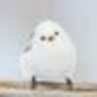 桃饅頭さんのアイコン画像