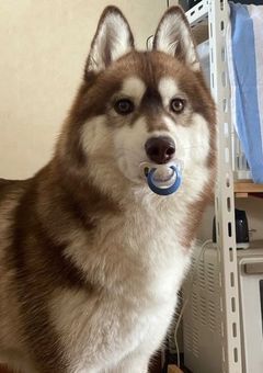 完全Bl♡♡(最俺＆Top4)