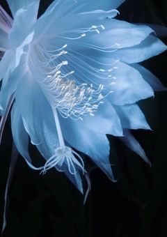 Beauty under the moon