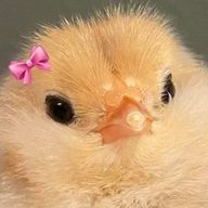 わにゃさんのアイコン画像