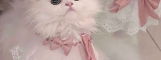 ひなさんの壁紙画像