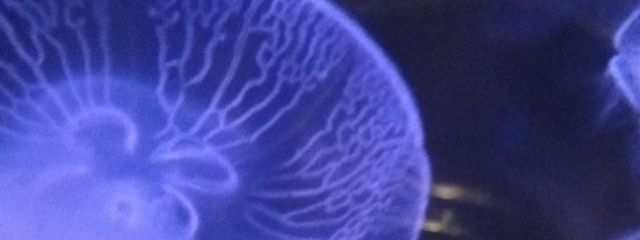 葉桜　月華さんの壁紙画像