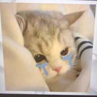 ʓʓ力🌙*゚さんのアイコン画像