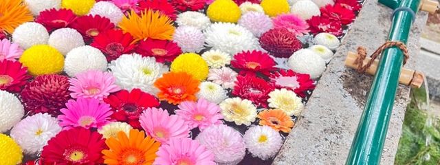 yu_oag oshi13さんの壁紙画像