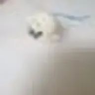 mimiさんのアイコン画像