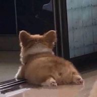 　雨   蛙さんのアイコン画像