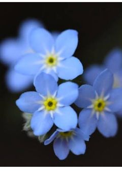 勿忘草の花言葉〈irxs短編集〉