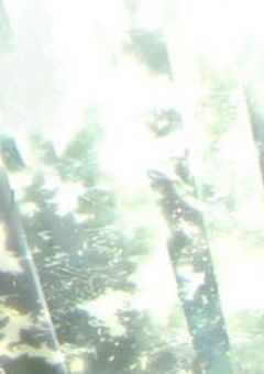 音羽オオカミさんは､あなたが気になる