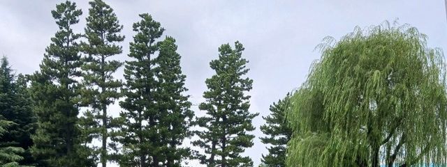 海星さんの壁紙画像