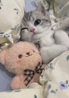 猫好きな奴がただただ話すだけの何も需要なくてごめんなさいのお部屋◝✩〈雑談部屋〉