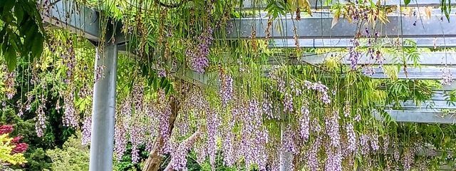 Yuzuさんの壁紙画像