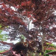 Yuzuさんのアイコン画像