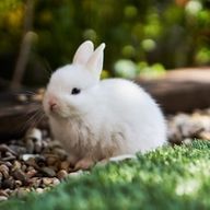 翼猫 ｰTubasa.ｰさんのアイコン画像