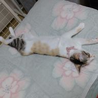 雷雅さんのアイコン画像
