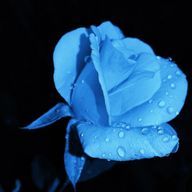 青いシナモンさんのアイコン画像