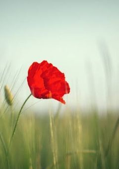 変わり者を愛してくれる君。