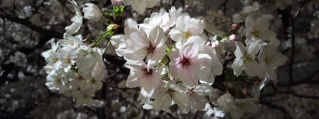 桜春🌸さんの壁紙画像