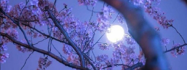 ❥ 𝑷 𝒖 𝒓 𝒊 𝒏 . さんの壁紙画像