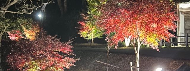 みい💜🦢さんの壁紙画像