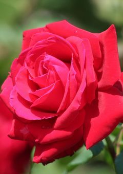 トラウマ持ち少女とツンデレ&甘えたがり少女の恋物語