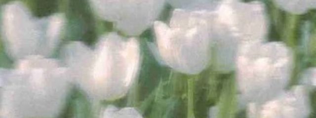 　　汐咲 りな　　さんの壁紙画像