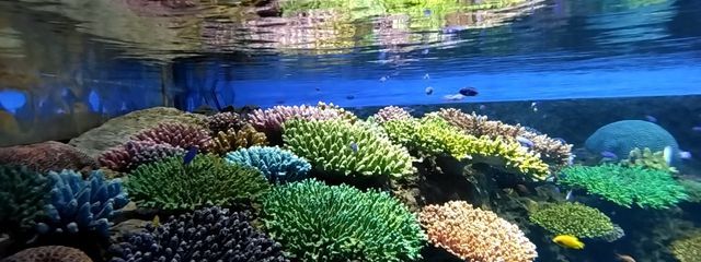 珠羅  さんの壁紙画像