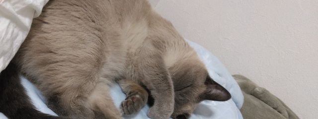 虹さんの壁紙画像