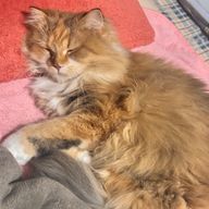 ぬいぐるみさんのアイコン画像