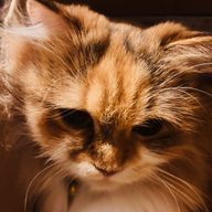 ぬいぐるみさんのアイコン画像