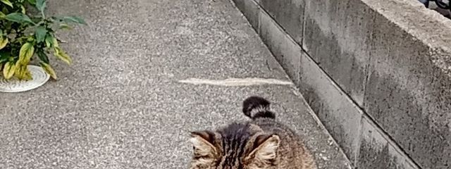 ステルラさんの壁紙画像