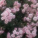     泡沫  ／ utakata   