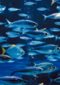 閉アナ語り部屋&ファンアート