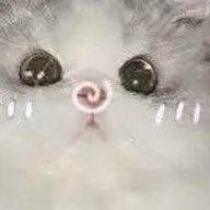 牛　フォロバ100％さんのアイコン画像