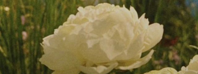 蒼雪さんの壁紙画像